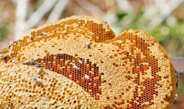 De cellen van de close-up weergave van de werkende bijen op honing, honingraat met bijen en honing — Stockfoto