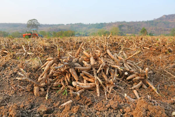 Vlas z manioku na zemi, čas sklizně — Stock fotografie