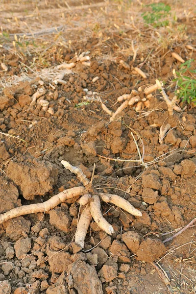 Pilha de mandioca no chão, Tempo de colheita — Fotografia de Stock
