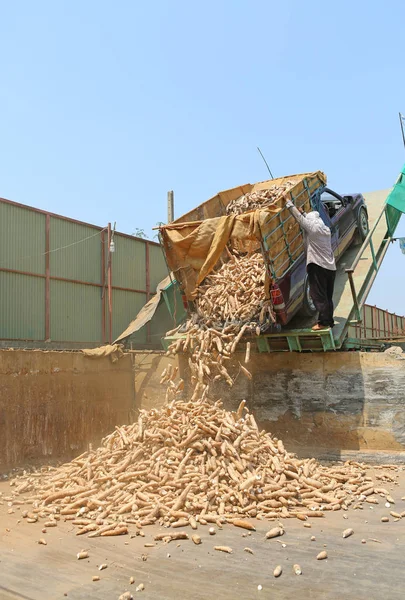 Masse von frischem Maniok, der zum Händler transportiert wird — Stockfoto