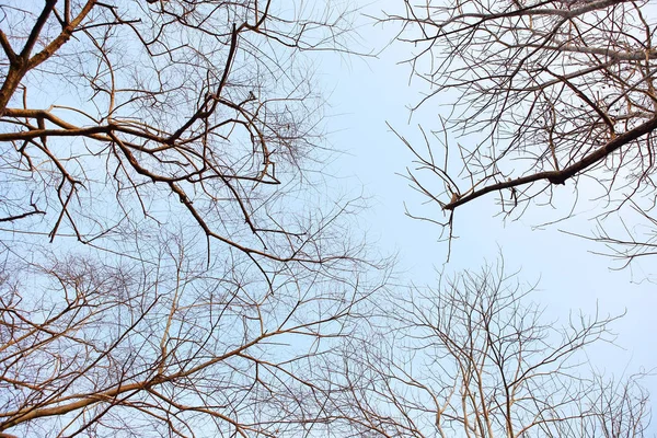 Ramas secas de árboles en el bosque — Foto de Stock