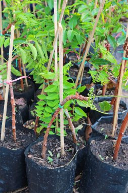 Siyah çanta içinde bir küçük neem ağacı