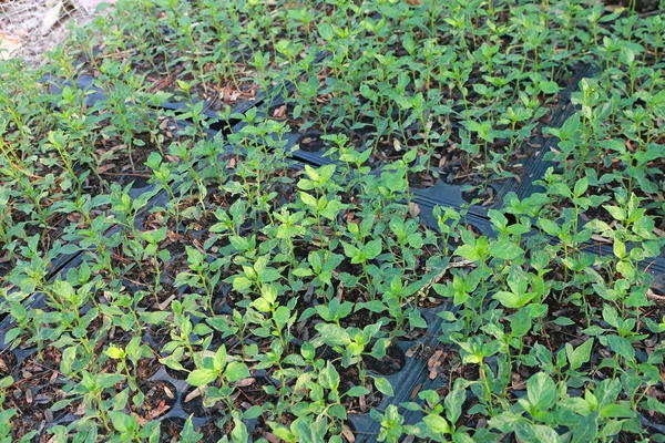 En liten chili växter växer — Stockfoto