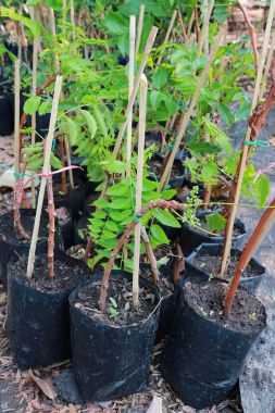 Siyah çanta içinde bir küçük neem ağacı