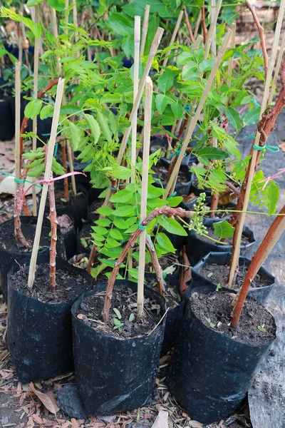 Uma pequena árvore neem em saco preto — Fotografia de Stock