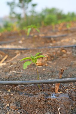 Gruptaki tarımda kullanılan damlatıcı sulama kendini telafi ile büyüyen genç biber ağacı