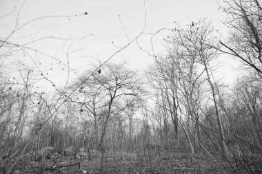 Bir orman yangını sonra orman