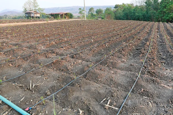 Jovem planta de chili na fazenda com irrigação gotejadora auto-compensadora usada na agricultura — Fotografia de Stock