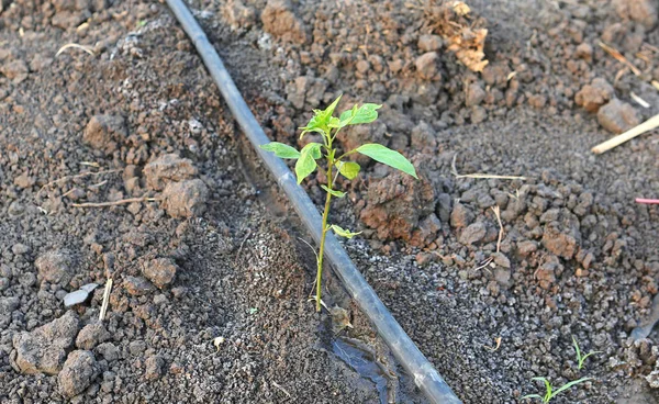 Árvore de pimentão jovem crescendo na fazenda com irrigação gotejadora auto-compensadora usada na agricultura — Fotografia de Stock