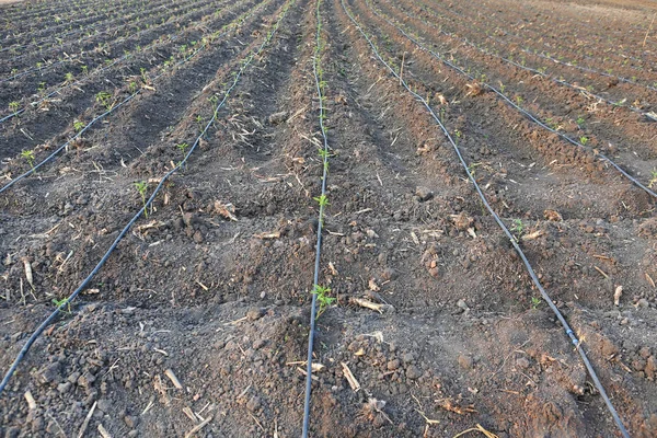 Jovem planta de chili na fazenda com irrigação gotejadora auto-compensadora usada na agricultura — Fotografia de Stock