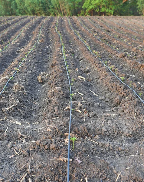 Jovem planta de chili na fazenda com irrigação gotejadora auto-compensadora usada na agricultura — Fotografia de Stock