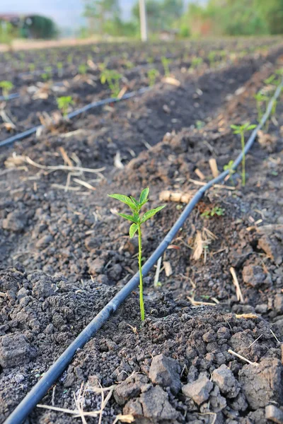 Árvore de pimentão jovem crescendo na fazenda com irrigação gotejadora auto-compensadora usada na agricultura — Fotografia de Stock