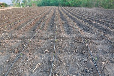 Gruptaki tarımda kullanılan damlatıcı sulama kendini telafi ile büyüyen genç biber ağacı