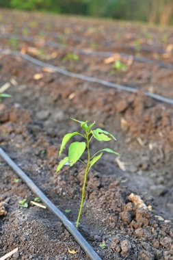 Gruptaki tarımda kullanılan damlatıcı sulama kendini telafi ile büyüyen genç biber ağacı