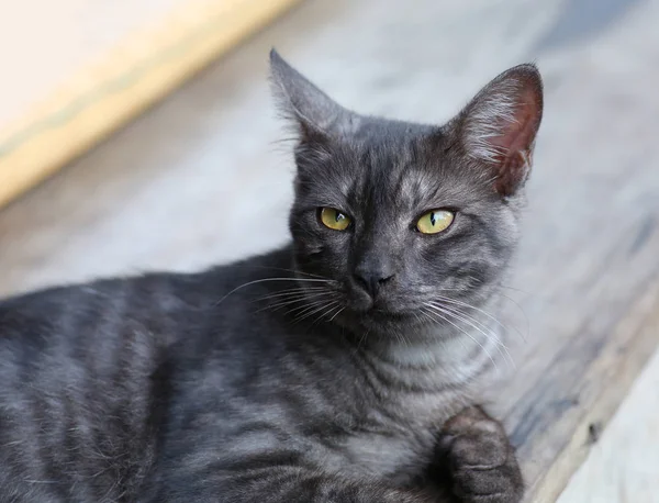 Um retrato de um gato — Fotografia de Stock