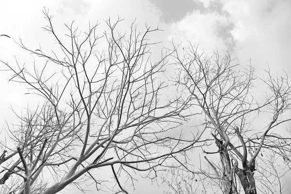 Kuru ağaç dalları arka plan — Stok fotoğraf