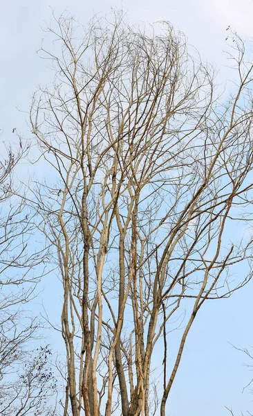 Árbol seco ramas fondo — Foto de Stock