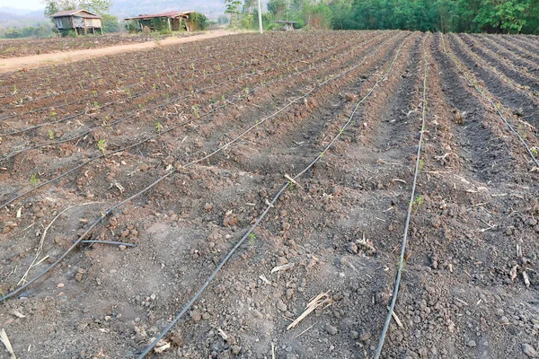 ドリッパー灌漑農業で使用の自己補償形ファームで育つ若い唐辛子ツリー — ストック写真