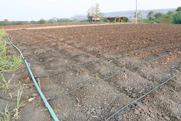 ドリッパー灌漑農業で使用の自己補償形ファームで育つ若い唐辛子ツリー — ストック写真