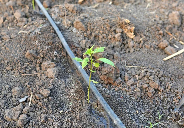 Fiatal chili fa nő a farm önbeálló dripper öntözés a mezőgazdaságban használt — Stock Fotó