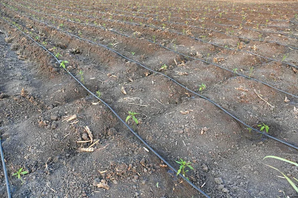 Árvore de pimentão jovem crescendo na fazenda com irrigação gotejadora auto-compensadora usada na agricultura — Fotografia de Stock