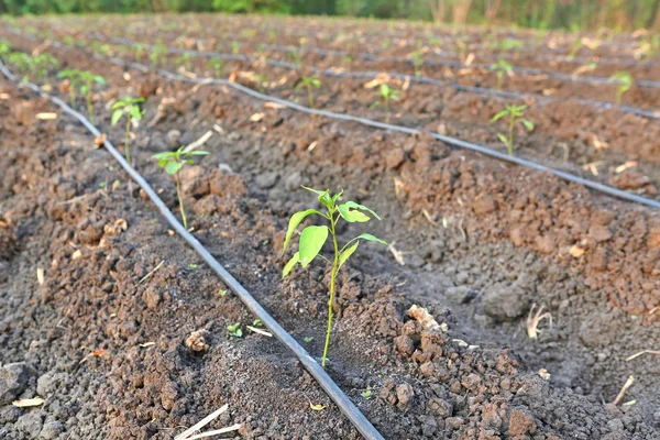 Joven chile que crece en la granja con riego por gotero autocompensante utilizado en la agricultura — Foto de Stock