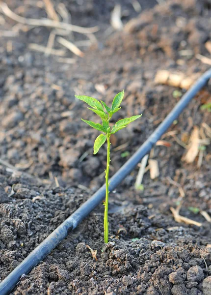 Árvore de pimentão jovem crescendo na fazenda com irrigação gotejadora auto-compensadora usada na agricultura — Fotografia de Stock