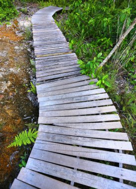 mangrov ağaçlandırma ahşap köprü