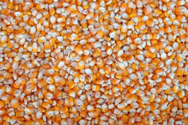 Mısır taneleri. Tüm arka plan