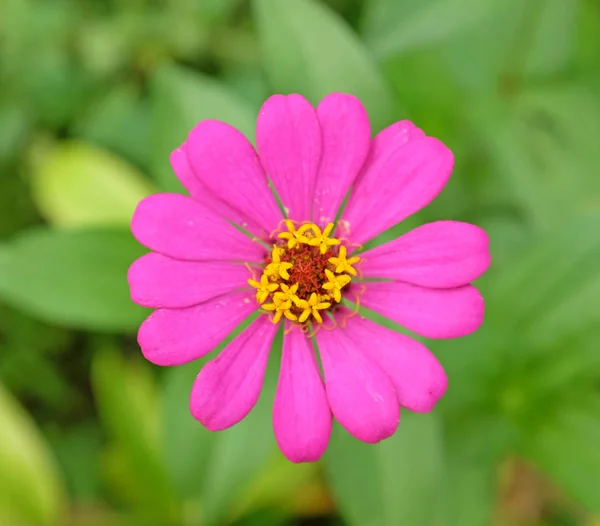 В саду цветет розовый цветок — стоковое фото