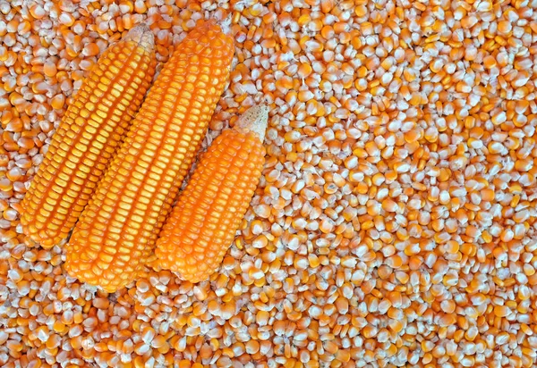 Esmagamento de milho em grãos de milho, Fundo inteiro — Fotografia de Stock