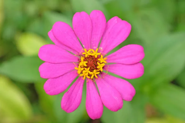 Zinnia rosa fioritura in giardino — Foto Stock