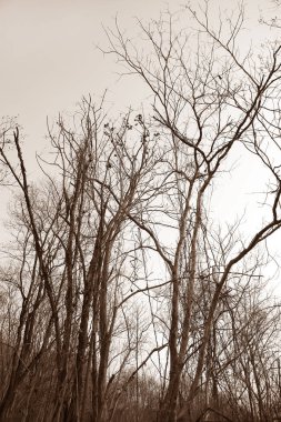 Kuru ağaç dalları arka plan