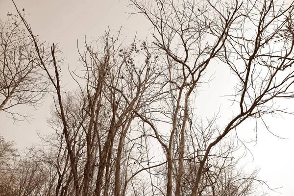 Árbol seco ramas fondo — Foto de Stock