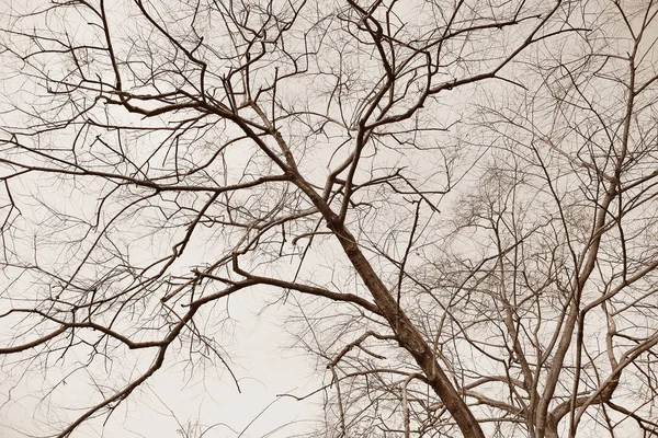 Ξηρή δέντρο κλαδιά φόντο — Φωτογραφία Αρχείου
