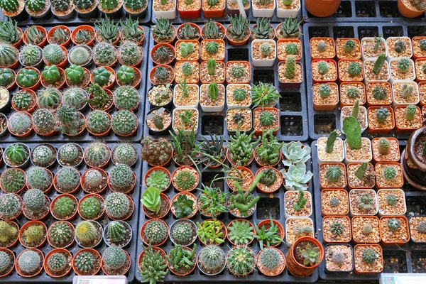 Gruppo di cactus in serra — Foto Stock