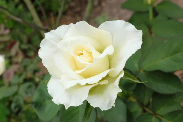 Primer plano de rosa blanca — Foto de Stock