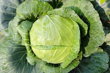 lahana yakın su teslimi ile yaprak doldu