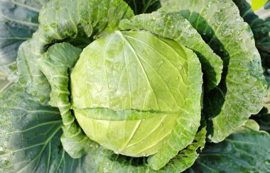 lahana yakın su teslimi ile yaprak doldu