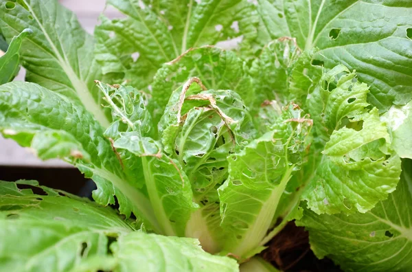 Chinese cabbage worms eat holes in the leaves