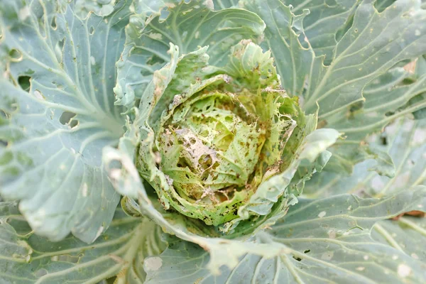 Cabbage worms eat holes in the leaves