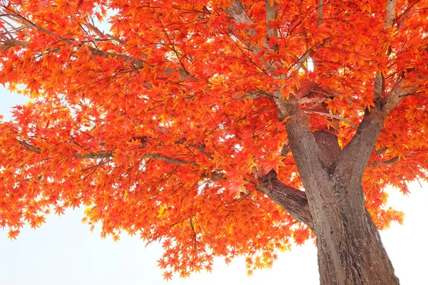 Árvore de bordo artificial e folhas — Fotografia de Stock