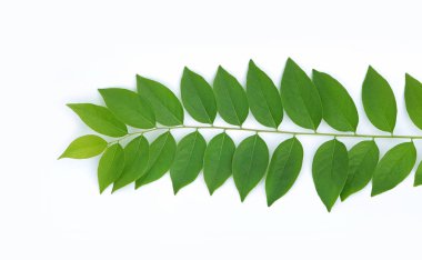 Beyaz arka plan üzerinde doğal yeşil yaprakları.