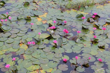 Güzel pembe Nilüfer veya lotus çiçek havuzda, Tayland.
