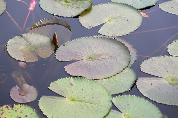 연못에 연꽃 잎 배경. — 스톡 사진