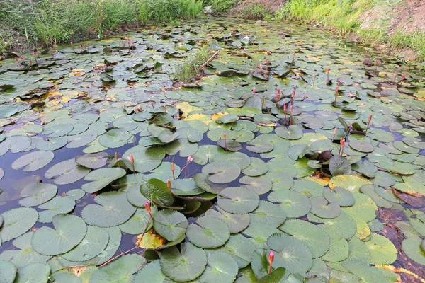 Красиві кувшинка досить або lotus підннялося в ставку, Таїланд. — стокове фото