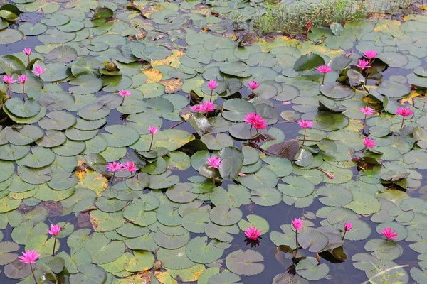 Hermosa flor de loto o nenúfar rosa en el estanque, Tailandia . —  Fotos de Stock