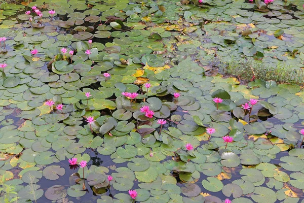 Hermosa flor de loto o nenúfar rosa en el estanque, Tailandia . —  Fotos de Stock