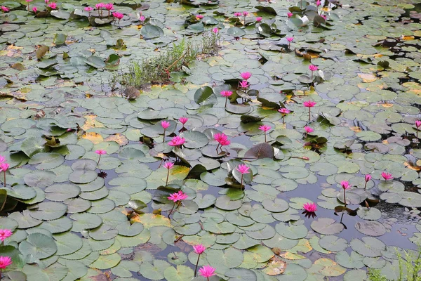 Hermosa flor de loto o nenúfar rosa en el estanque, Tailandia . —  Fotos de Stock