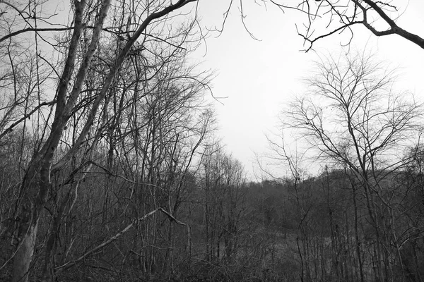 Kuru ağaç dalları ormandaki